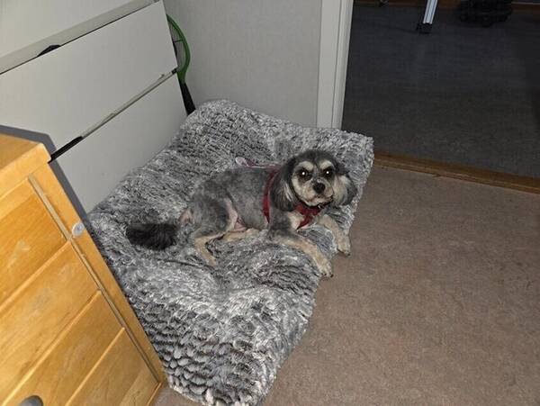 Hund - Cavapoon Binx