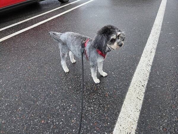 Hund - Cavapoon Binx