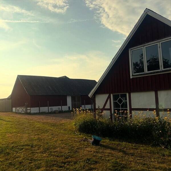 Övrigt - Hästgård 