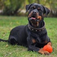Rottweiler Molly