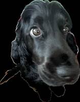 Engelsk cockerspaniel