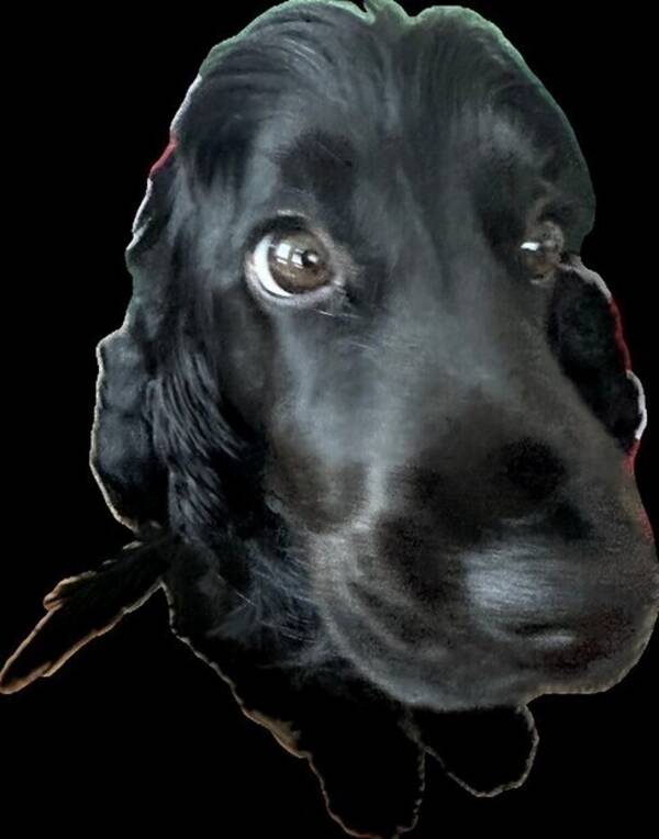 Hund - Engelsk cockerspaniel