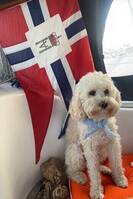 Australsk cobberdog 