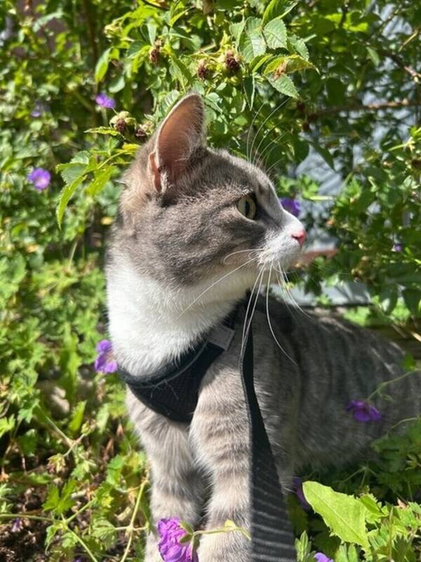 Katt - Albus