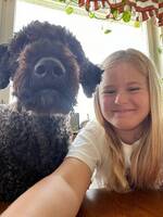 Leo, labradoodle