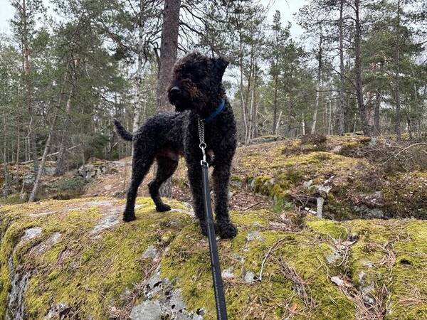 Hund - Leo, labradoodle