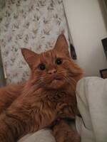 Amadeus