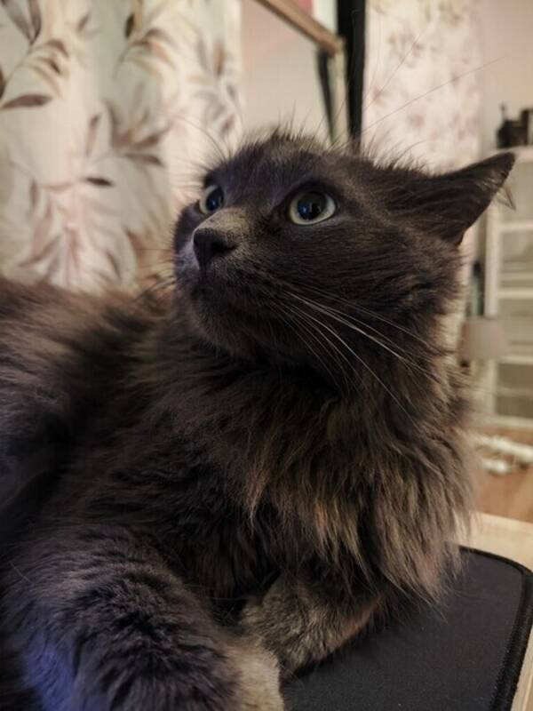 Katt - Wolfgang 