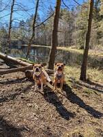 2x staffordshire bullterrier 
