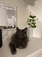 Hugo