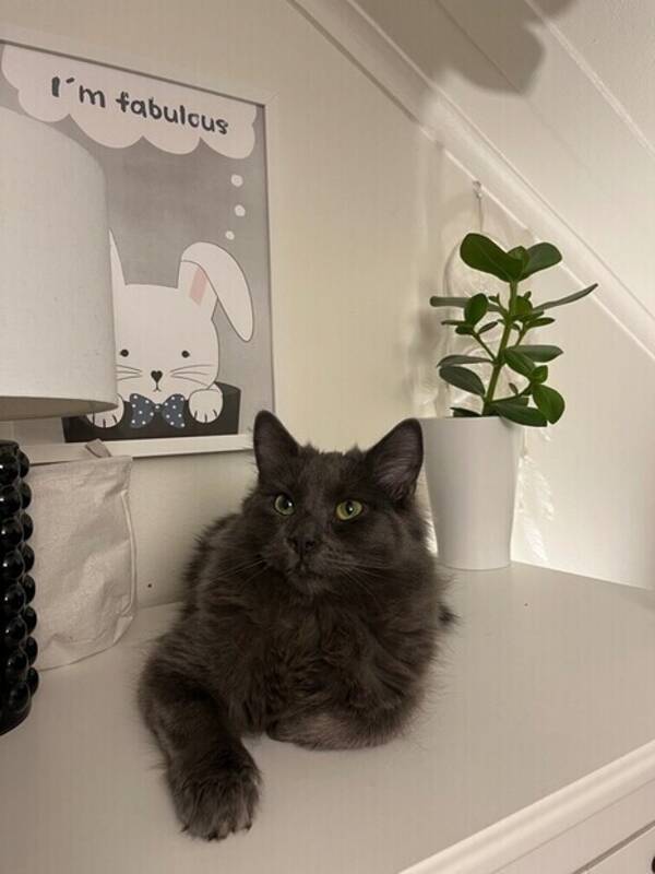 Katt - Hugo