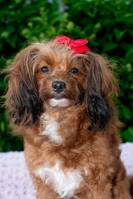 Hund: Papipoo, Kimmie