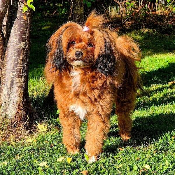 Hund - Papipoo, Kimmie