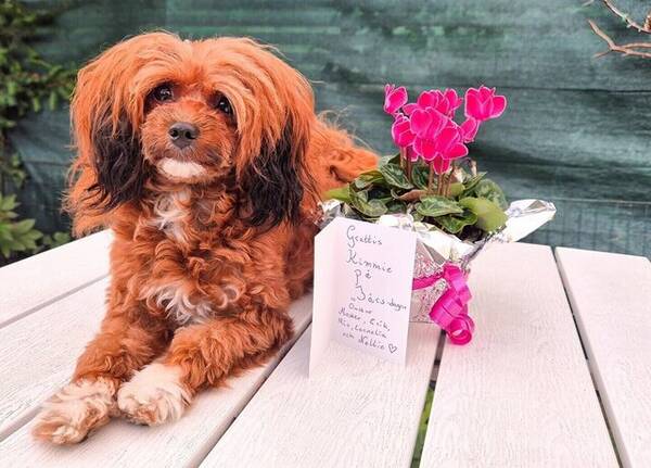 Hund - Papipoo, Kimmie