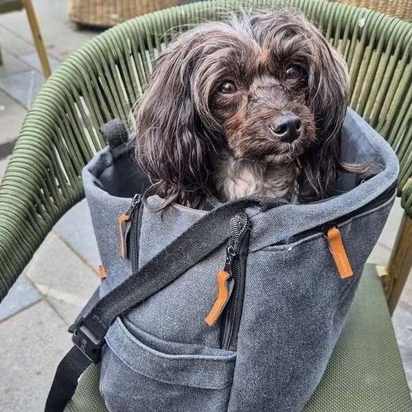 Hund - Papipoo, Tezzie