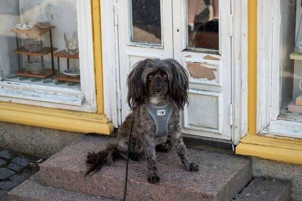 Hund - Papipoo, Tezzie