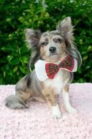 Chihuahua, Cooper