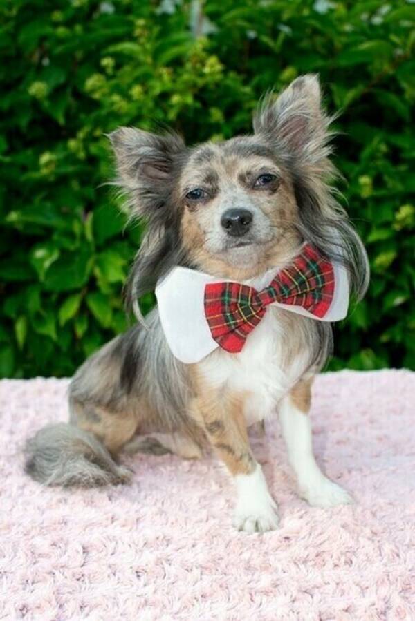 Hund - Chihuahua,  Cooper
