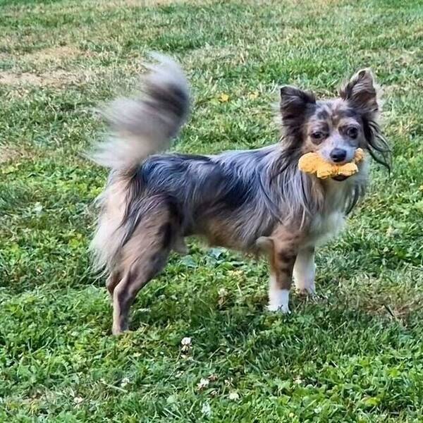 Hund - Chihuahua,  Cooper