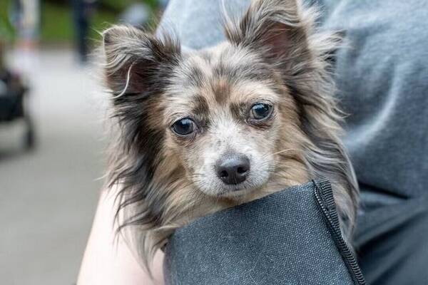 Hund - Chihuahua,  Cooper