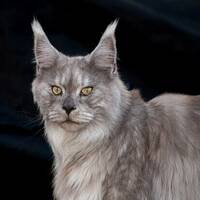 Maine Coon,  Bull