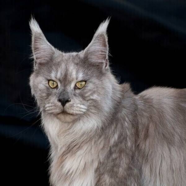 Katt - Maine Coon,  Bull