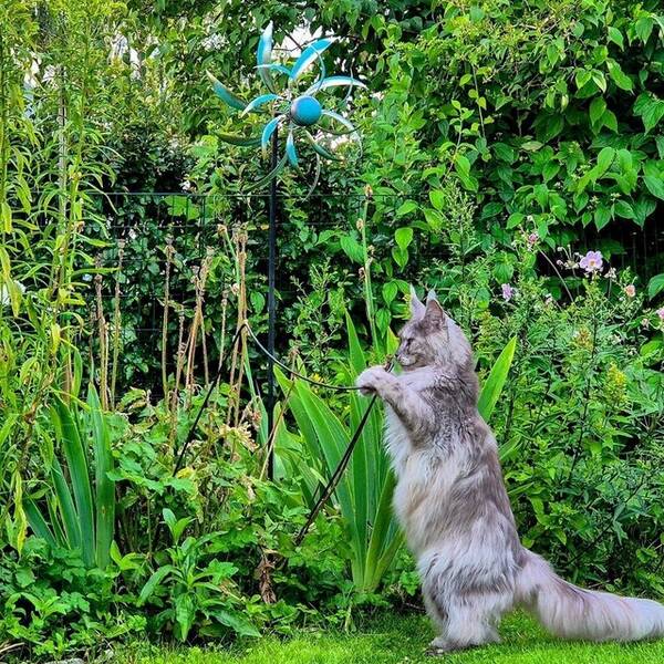 Katt - Maine Coon,  Bull