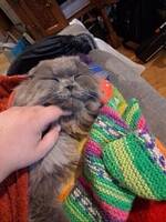 Scottish fold