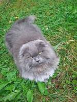 Scottish fold
