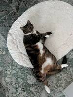 Stora  katten Bagheera