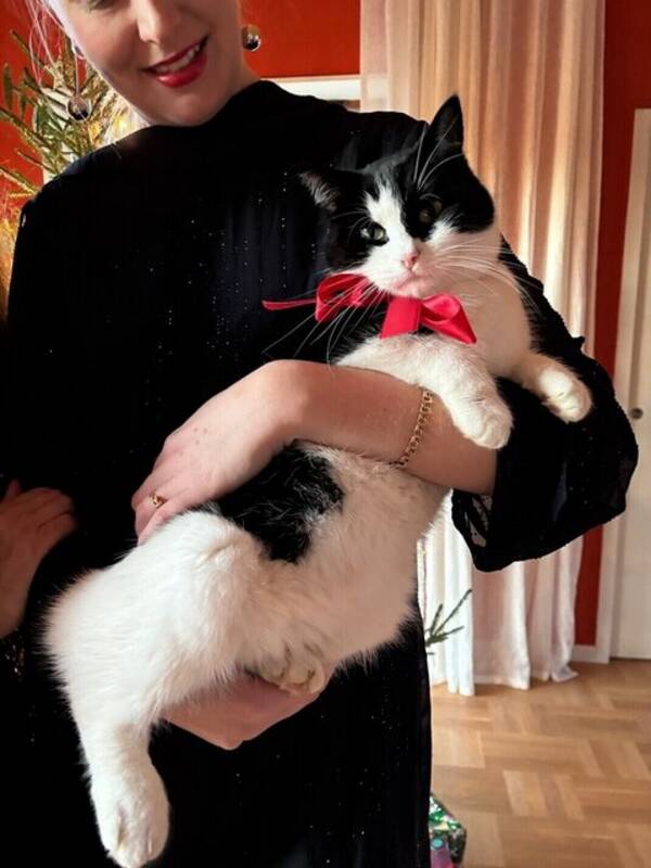 Katt - Katten Lucius