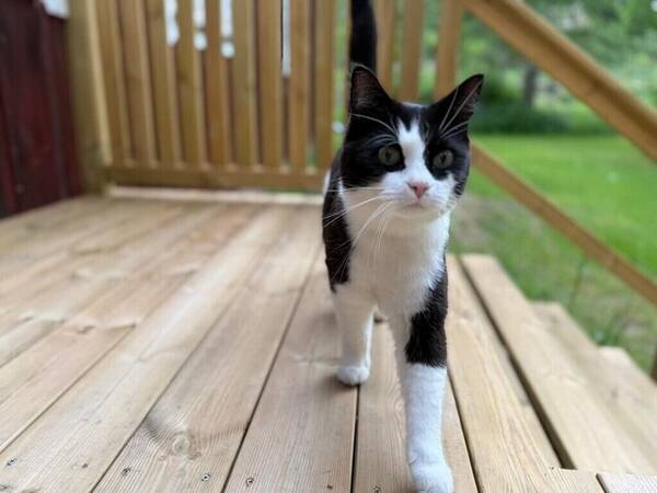 Katt - Katten Lucius