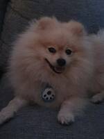 Pom-Pom the pomeranien.