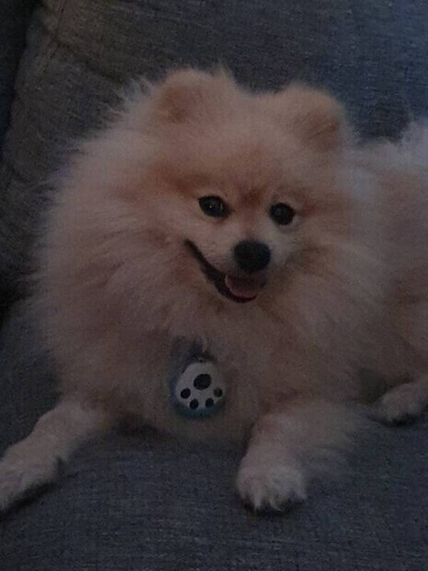 Hund - Pom-Pom the pomeranien.