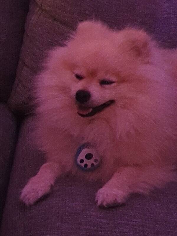 Hund - Pom-Pom the pomeranien.