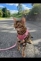 Rozita