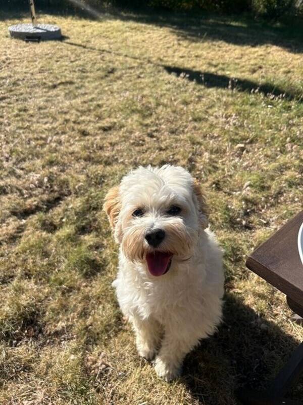 Hund - Maltipoon Kenni