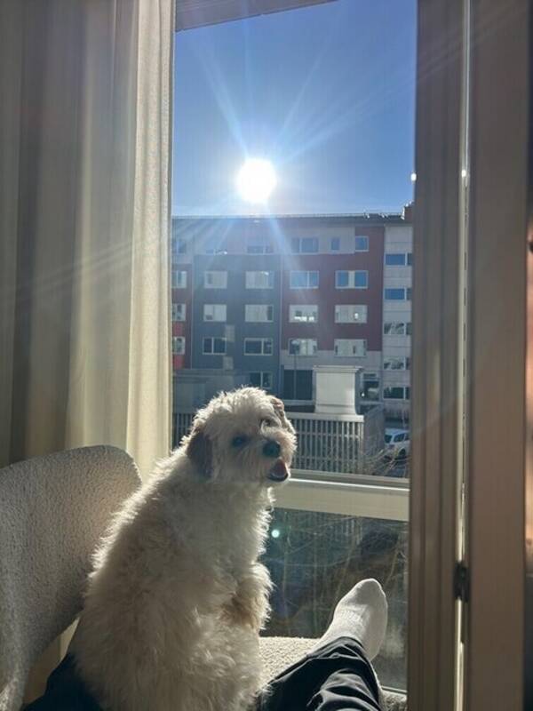 Hund - Maltipoon Kenni