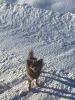 Chihuahua wilda