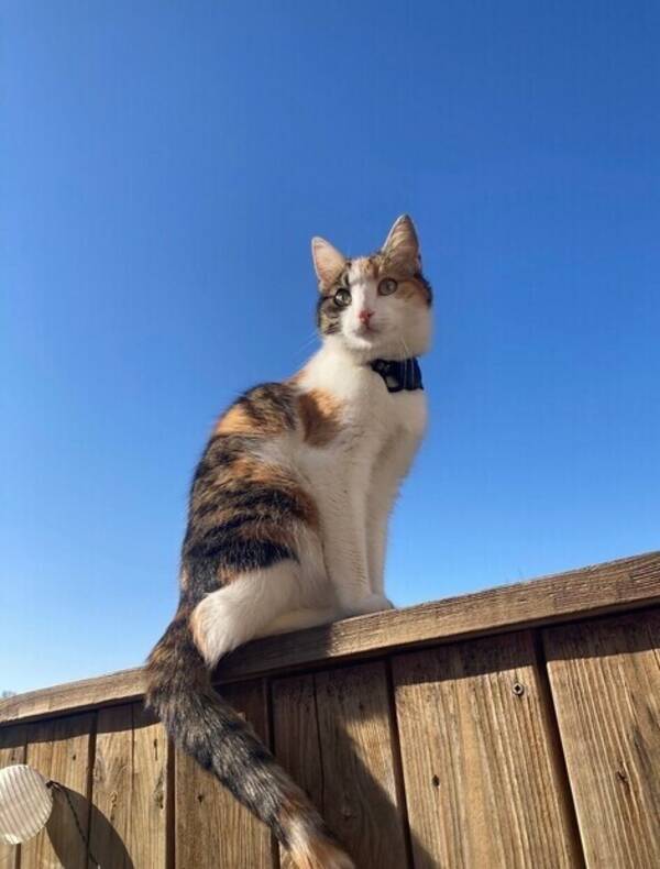 Katt - Doris 