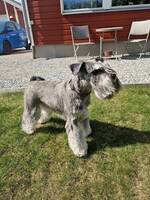 Dvärgschnauzern Saga
