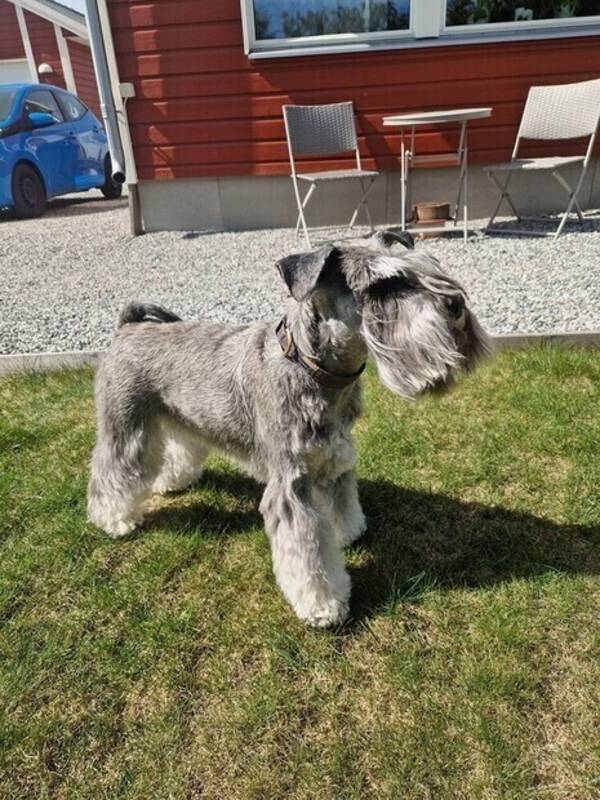Hund - Dvärgschnauzern Saga