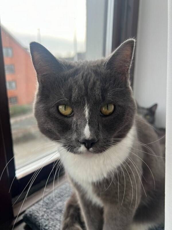 Katt - Tom och Taro