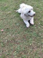 Bichon Havanaise Gullan