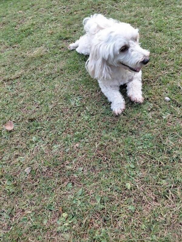 Hund - Bichon Havanaise Gullan