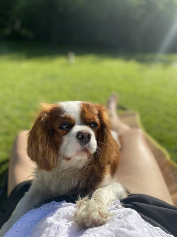 Hund