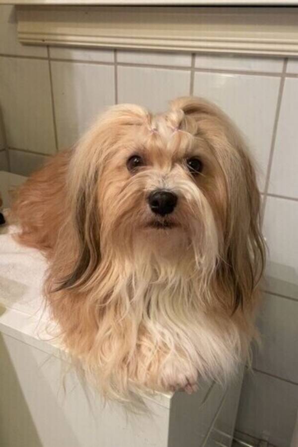 Hund - Judith Bichon Havanais