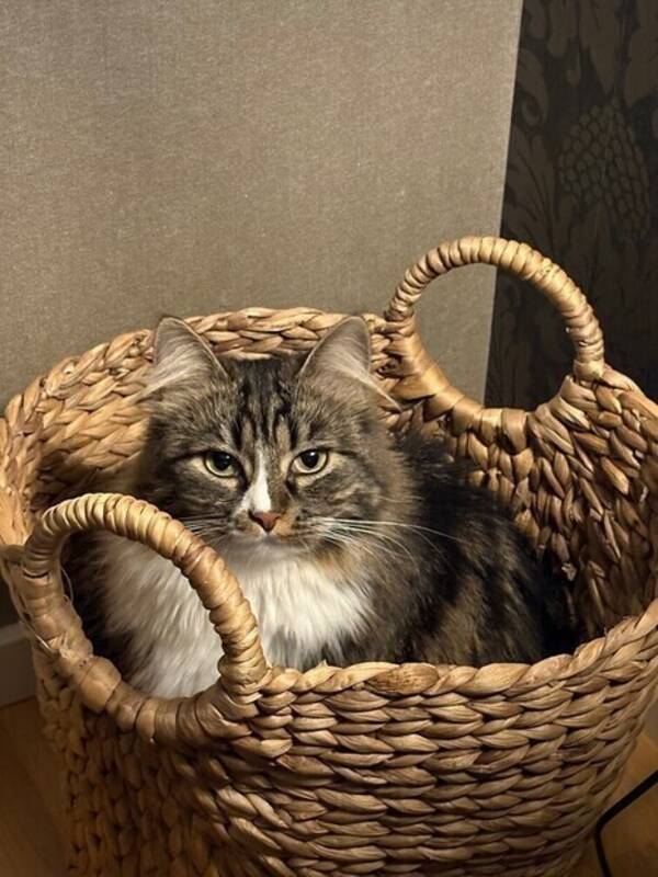 Katt - Daisy