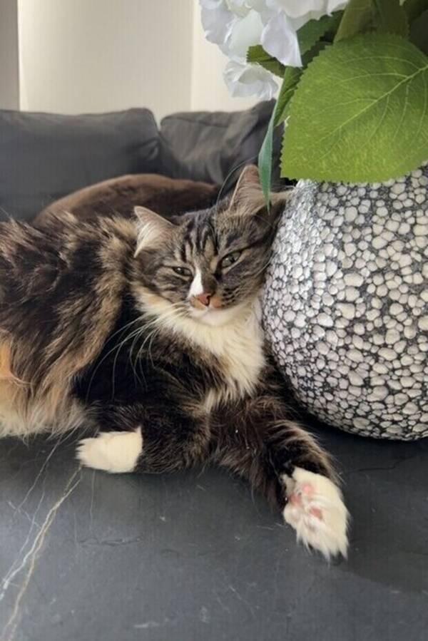 Katt - Daisy
