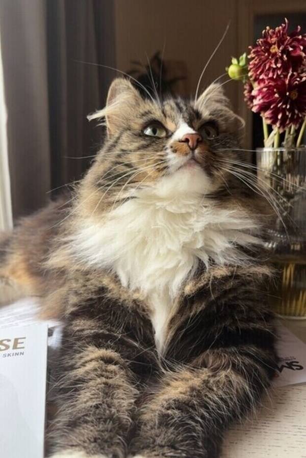 Katt - Daisy